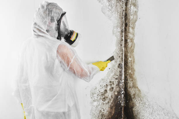 Professional Mold Removal in South Jordan, UT