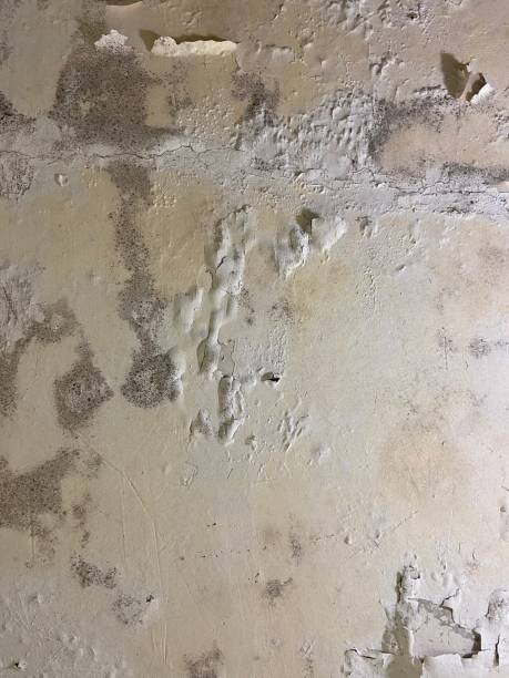 Best Mold Cleaning Services  in Soh Jordan, UT
