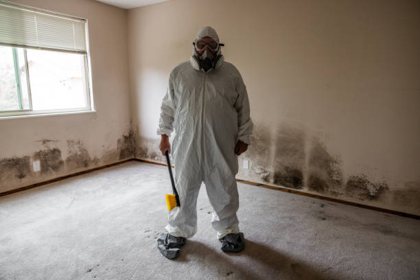 Office Mold Removal Services in South Jordan, UT