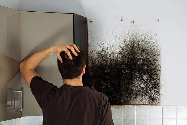 Best Office Mold Removal Services  in Soh Jordan, UT