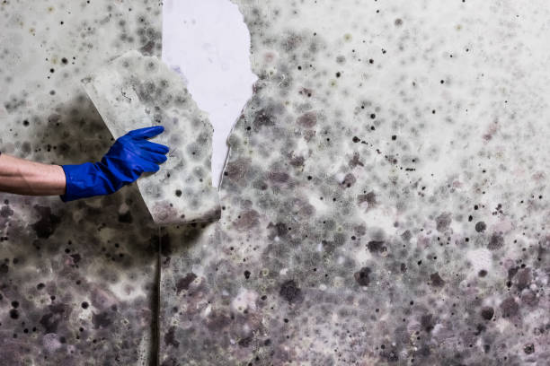 Mold Removal Process in South Jordan, UT