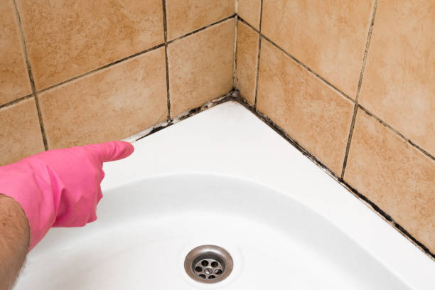 Best Black Mold Removal  in Soh Jordan, UT